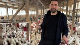 Tavukları Rahatlatan Y&ouml;ntem: Yumurtada Artış G&ouml;zlemlendi!