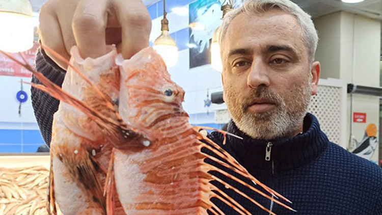 Tezgah Satışı Yasak: Zehirli Dikenli Aslan Balığının &Ouml;zellikleri ve T&uuml;ketimi