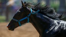 TİGEM&rsquo;den 'yarış atları kayıp' iddialarına a&ccedil;ıklama