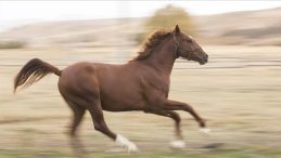 TMSF, Safkan İngiliz Kısrağı ve Tayı Satışa Sunuyor