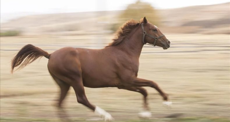 TMSF, Safkan İngiliz Kısrağı ve Tayı Satışa Sunuyor