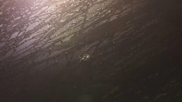 Trabzonspor'un Takım Otob&uuml;s&uuml;ne Samsun'da Taşlı Saldırı!