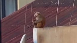 Yasaklı Makak Maymunu İş Yerinden Ka&ccedil;tı: &Ccedil;atıda Yakalandı