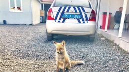 Yavru Tilki Polislerle Dostluk Kurdu: 'Barut'