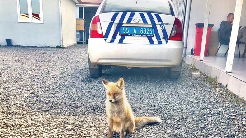 Yavru Tilki Polislerle Dostluk Kurdu: 'Barut'