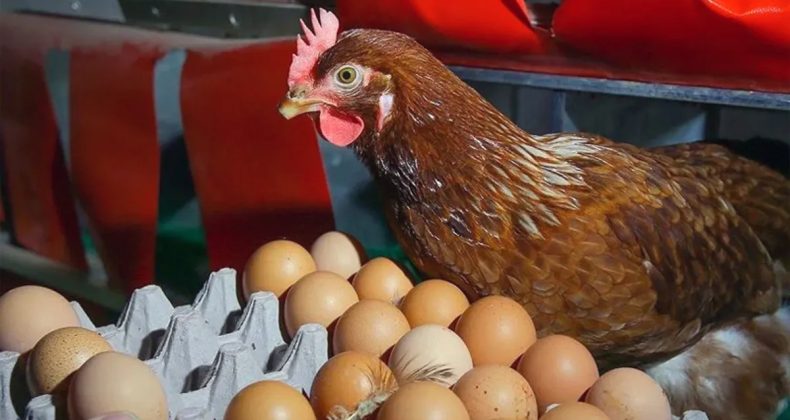 Yeni Yumurtacılık D&uuml;zenlemesi: 28 G&uuml;n Kuralı ve Kota Artışı!