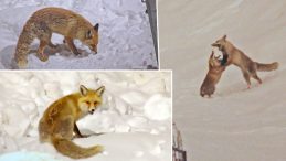 Yiyecek Bulmakta Zorlanan Tilkiler Kent Merkezine İndi