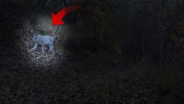 'Ormanın hayaleti' fotokapanlara yakalandı: Erzincan'da g&ouml;r&uuml;ld&uuml;