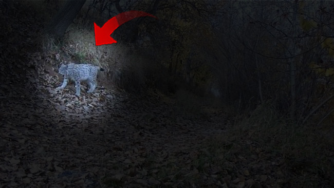 'Ormanın hayaleti' fotokapanlara yakalandı: Erzincan'da g&ouml;r&uuml;ld&uuml;