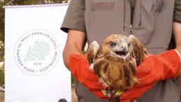 58 bin &lsquo;yaban&rsquo; tedavi edildi