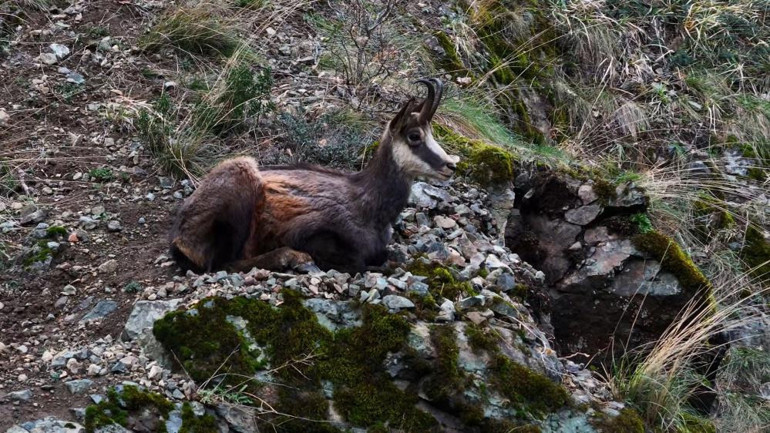Sarp kayalıklarda dağ keçisi