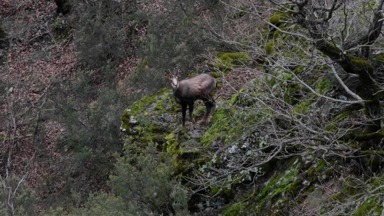 Çengel boynuzlu dağ keçisi