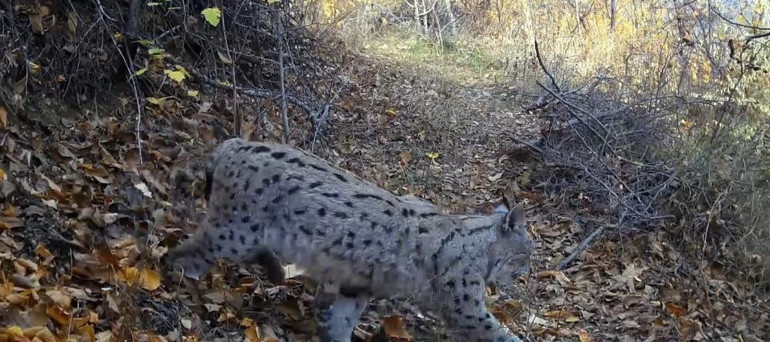 Vahşi yaşamda kaydedilen vaşak görüntüsü