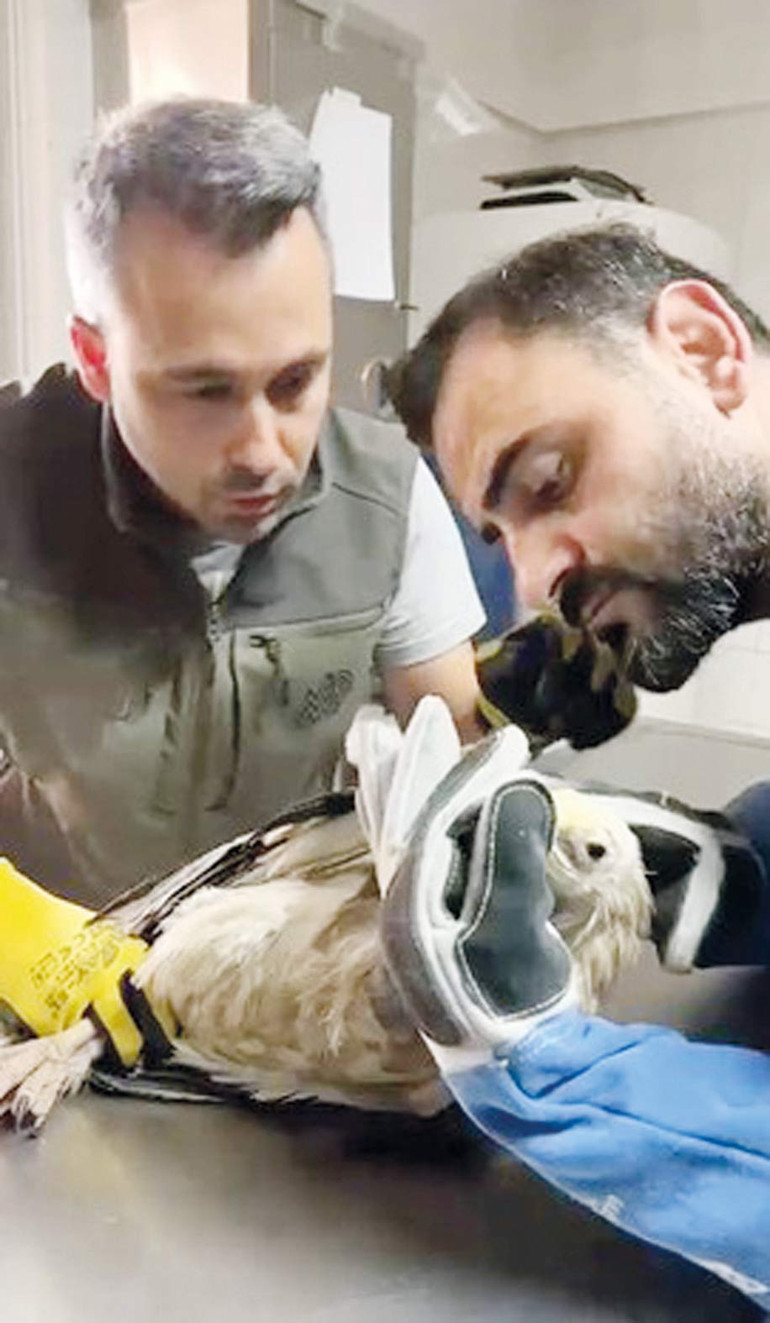 Yaban Hayvanı Rehabilitasyonu