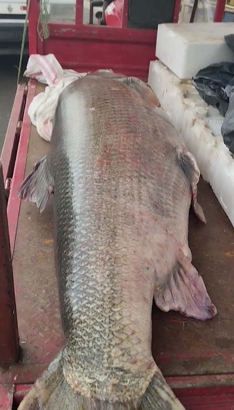 Dev Turna Balığı Parçaları