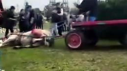 Adana'da hayvana eziyet! Atı d&ouml;verek bayılttı