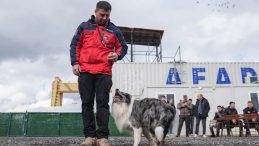 Afetlerde Kullanılmak &Uuml;zere Evcil K&ouml;pekler Eğitilmeye Başlandı