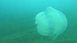 Akdeniz&rsquo;de Denizanası Alarmı