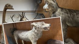 Ankara'da &Ouml;zel Y&ouml;ntemle Saklanıyorlar: İkinci D&uuml;nya Savaşı'nda Alman Bilim İnsanlarının Getirdikleri ile Genişledi