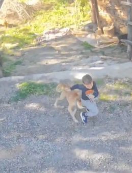 Antalya'da başıboş k&ouml;pek dehşeti: 7 yaşındaki &ccedil;ocuk hastanelik oldu! Saldırı anı kamerada