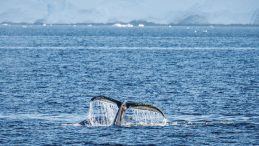 Antarktika&rsquo;da 10. sefer de tamam