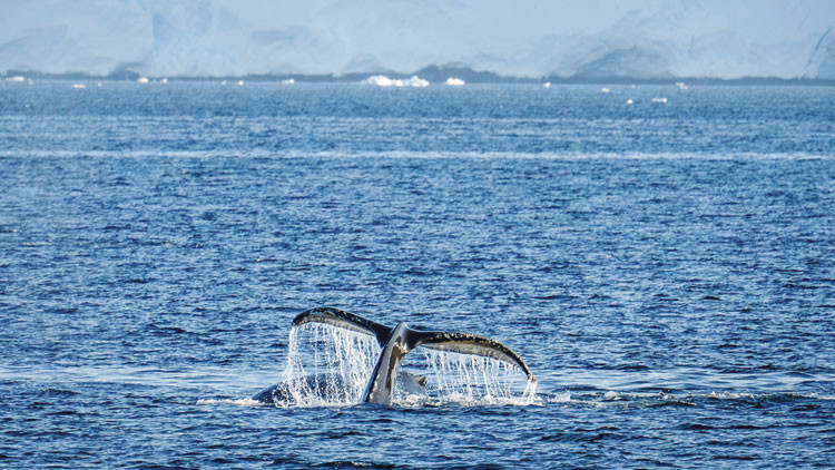 Antarktika&rsquo;da 10. sefer de tamam