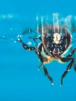 Arıların Su Ge&ccedil;irmez S&uuml;per G&uuml;c&uuml;