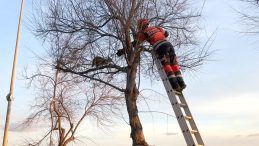 Avcılar Sahili'nde kedi mahsur kaldığı ağaca ikinci kez tırmandı; itfaiye erine saldırdı