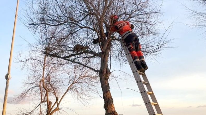 Avcılar Sahili'nde kedi mahsur kaldığı ağaca ikinci kez tırmandı; itfaiye erine saldırdı