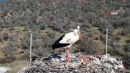 Baharın habercisi olan leylekler, Ankara'ya ulaştı