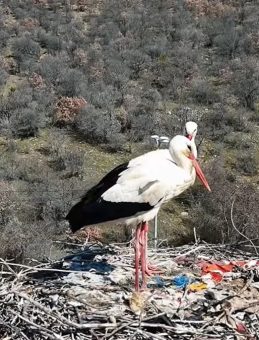 Baharın habercisi olan leylekler, Ankara'ya ulaştı
