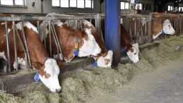 Bakanlıktan Hayvanlara K&ouml;t&uuml; Muameleye Ceza