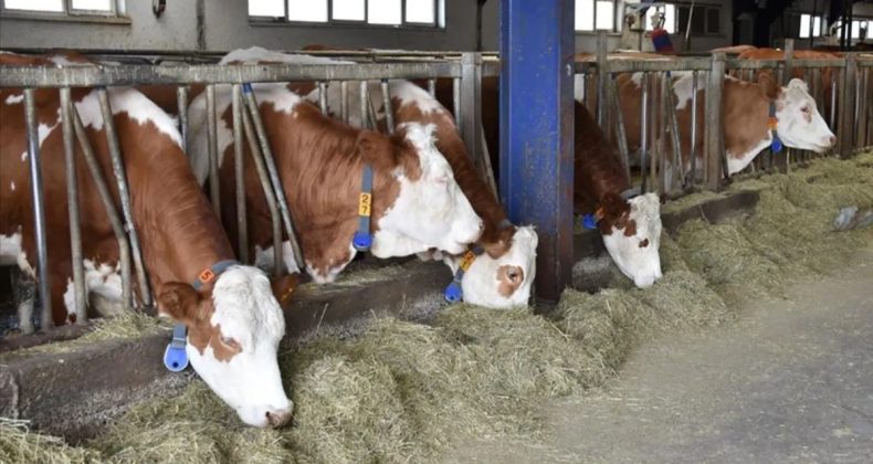 Bakanlıktan Hayvanlara Kötü Muameleye Ceza