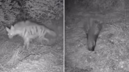 Bir &ccedil;iftliğe takılan fotokapana yakalandılar: Anadolu sırtlanı, &ccedil;akal, oklu kirpi ve domuz…