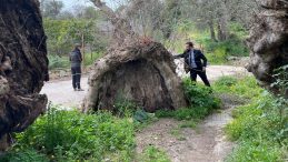 Bodrum'da y&uuml;r&uuml;y&uuml;ş yapan kişi fark etti! İnceleme başlatıldı… 2 bin yıllık olduğu tahmin ediliyor