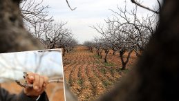 B&ouml;lgede yeşil altın olarak anılıyor: Tam 120 bin ton bekleniyor! '2026 yılı bereketli olacak'