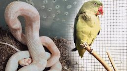 Bursa&rsquo;da Ka&ccedil;ak Hayvan Ticareti Denetimi: 2 Papağan ve 1 Yılana El Konuldu