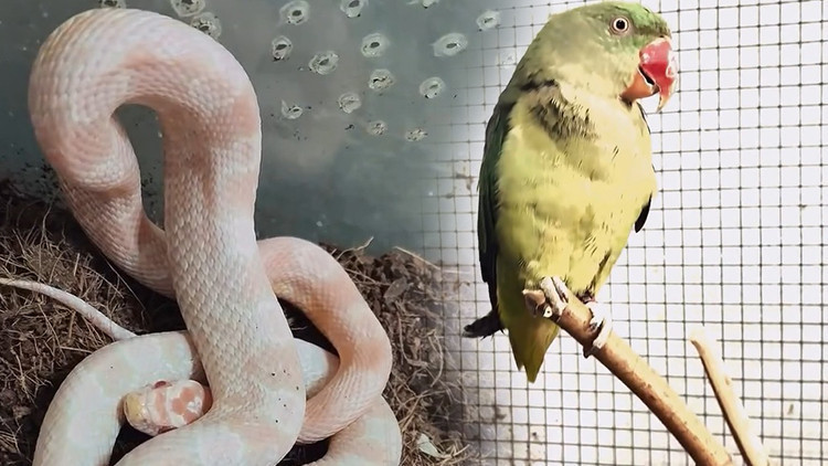 Bursa&rsquo;da Ka&ccedil;ak Hayvan Ticareti Denetimi: 2 Papağan ve 1 Yılana El Konuldu