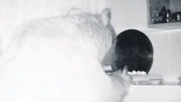 A&ccedil; kalan ayılar yayla evlerini talan etti