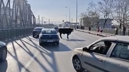 &Ccedil;iftlikten ka&ccedil;an boğa s&uuml;r&uuml;c&uuml;lere zor anlar yaşattı