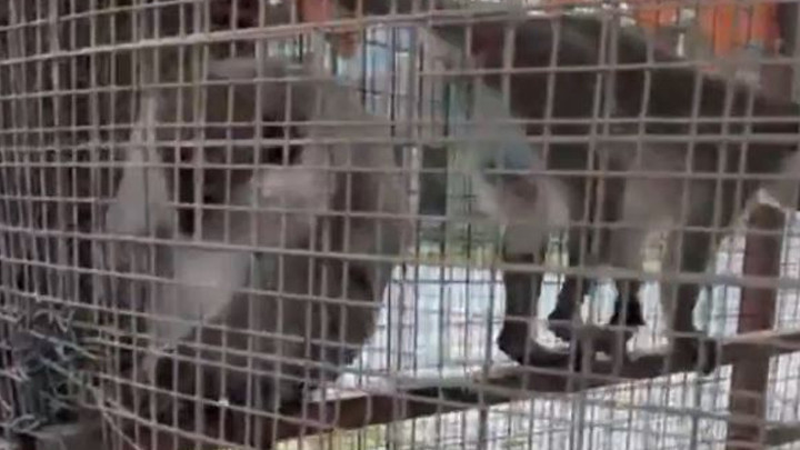 Denizli'de &Ouml;zel Havuzda 3 &Ouml;r&uuml;mcek Maymunu Ele Ge&ccedil;irildi