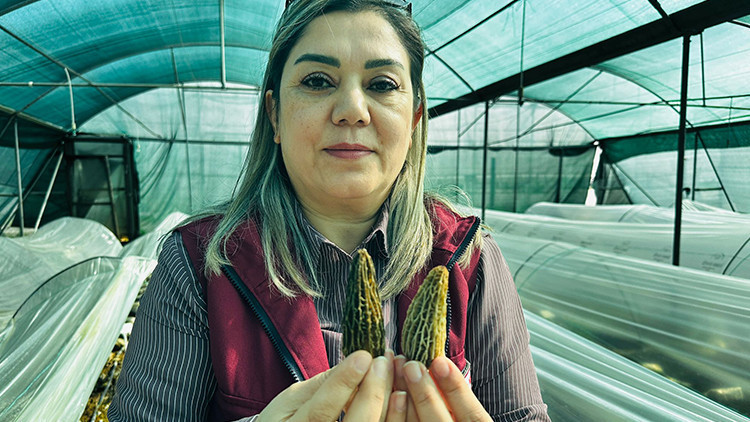 Devlet, &ccedil;ift&ccedil;iye yetiştirmesini &ouml;ğretiyor: Kilosu 5 bin liradan satılıyor