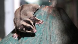 Doğa Koruma Ekipleri, ka&ccedil;ak bakılan 33 şeker plan&ouml;r&uuml;n&uuml; kurtardı