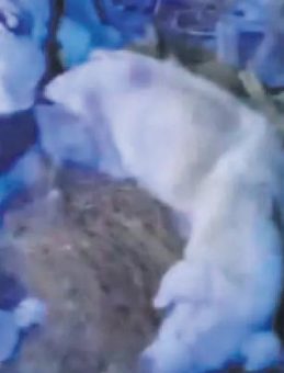 Edremit&rsquo;te k&ouml;pek katliamı