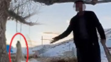 Ellerin kırılsın! K&ouml;peği ağaca asarak &ouml;ld&uuml;rd&uuml;, s&ouml;yledikleri dehşete d&uuml;ş&uuml;rd&uuml;