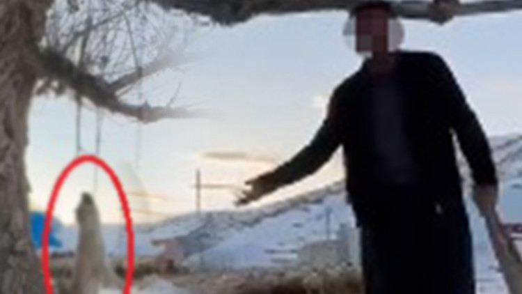 Ellerin kırılsın! K&ouml;peği ağaca asarak &ouml;ld&uuml;rd&uuml;, s&ouml;yledikleri dehşete d&uuml;ş&uuml;rd&uuml;