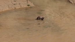 Erzurum'da g&ouml;r&uuml;nt&uuml;lendi: Su samurları balık avında