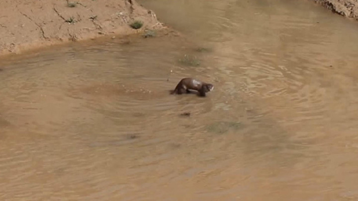 Erzurum'da g&ouml;r&uuml;nt&uuml;lendi: Su samurları balık avında