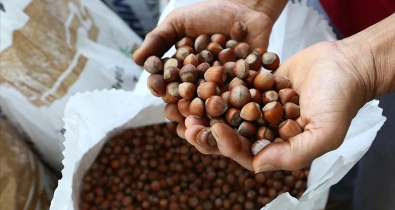 Fındık ihracatından 2 ayda 388 milyon doları aşkın gelir