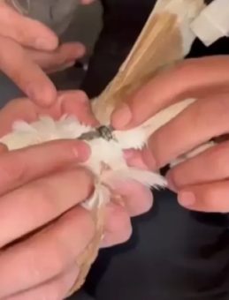 Güvercinin Ayağına Dolanan Demir Bilezik İtfaiye Ekibince Çıkartıldı